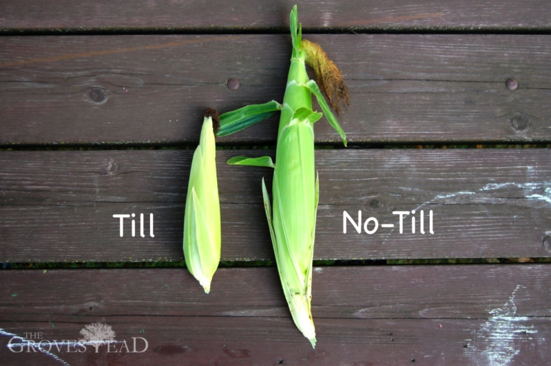 Comparison of corn grown in no-till garden