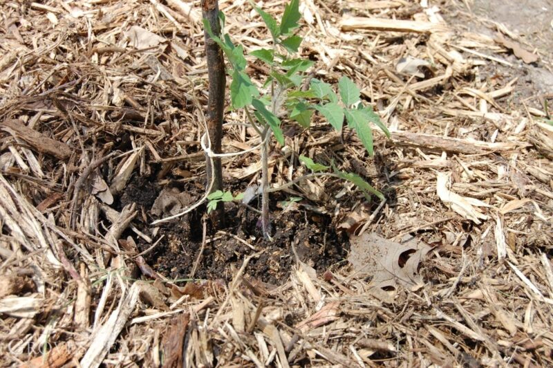 Seedling transplanted into no-till garden