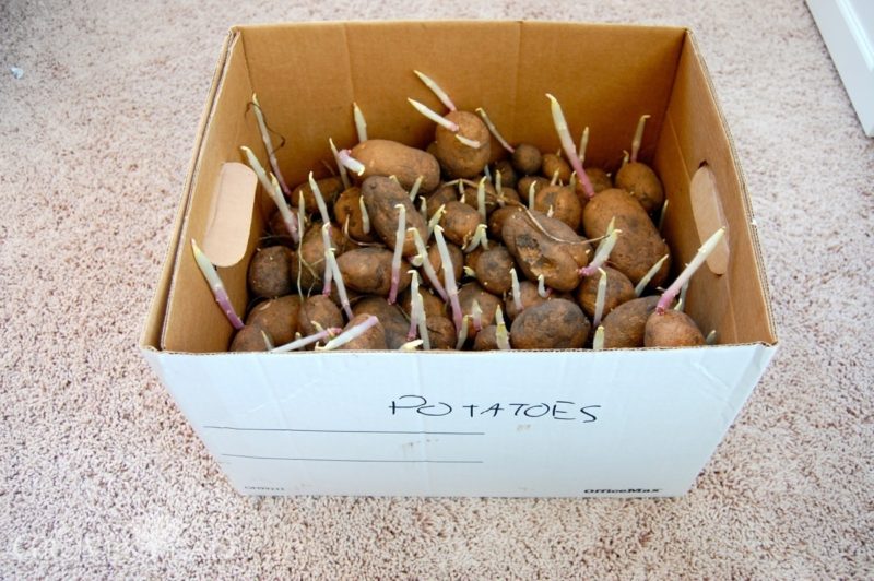Potatoes sprouting inside box
