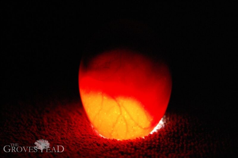 Candling egg showing developing embryo with blood vessels