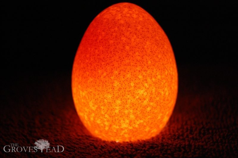 Candling eggs showing unfertilized egg