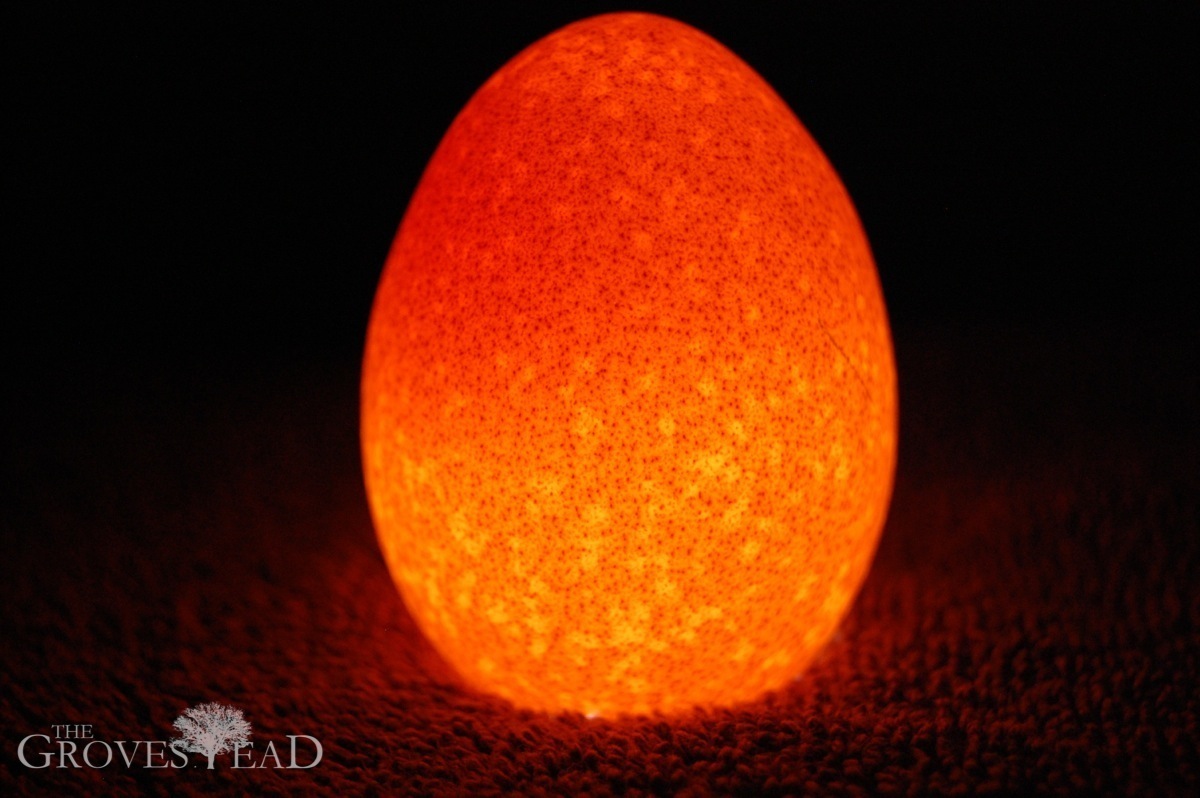 Candling eggs – The Grovestead