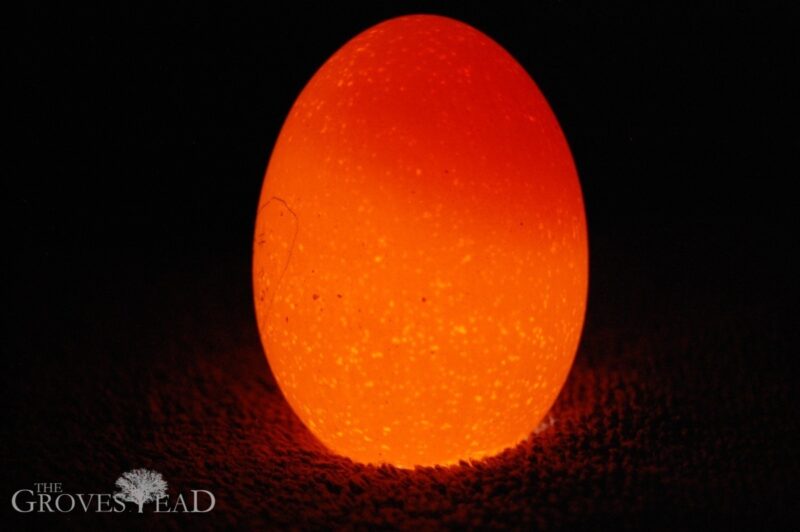 Unfertilized egg, showing yolk