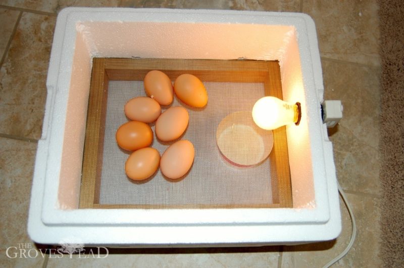 Three Dollar, 30-Minute Egg Incubator