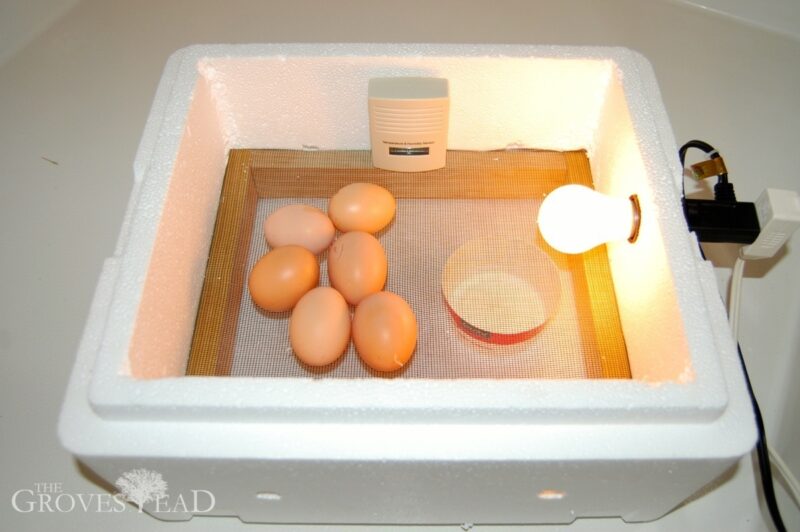 Final assembly of the egg incubator