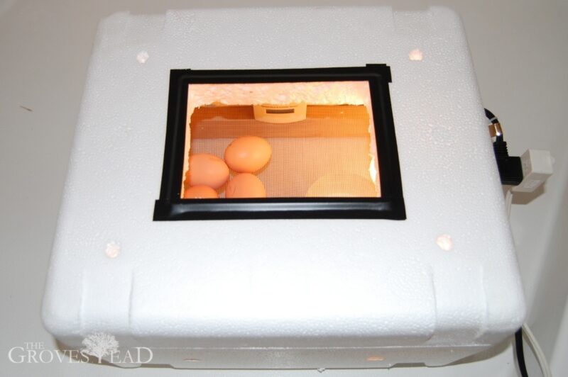 Finished egg incubator with fertile eggs