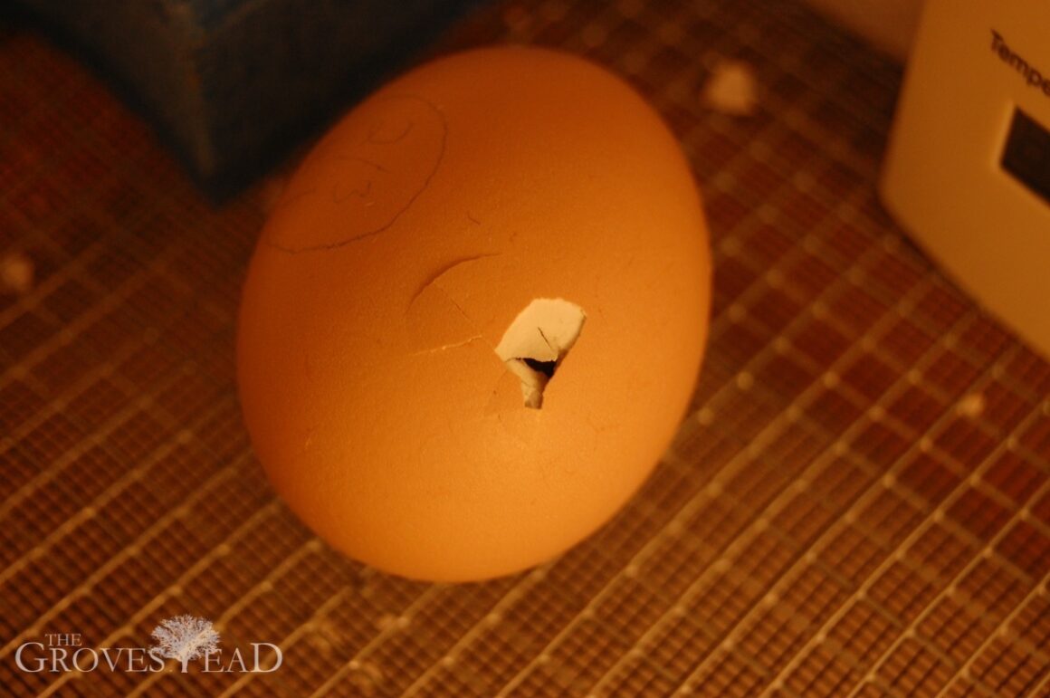 Baby chicks hatching! (video) – The Grovestead