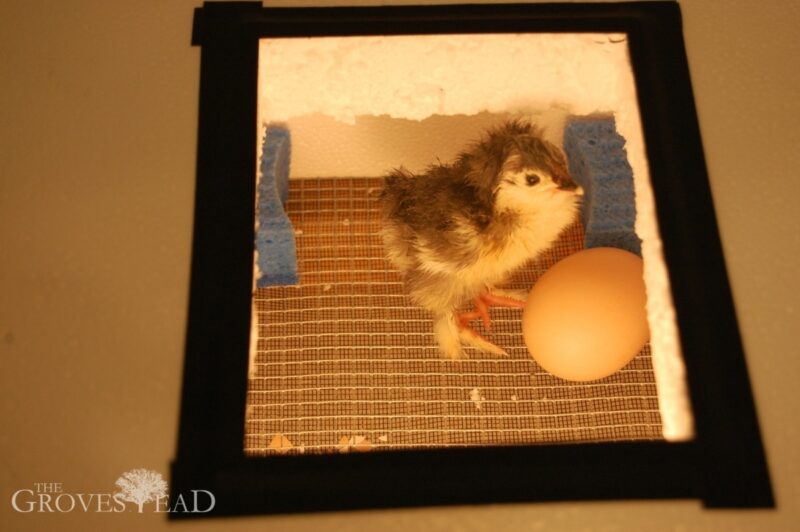 Chick stays close to other egg