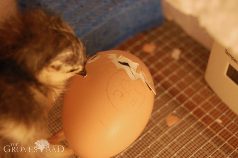 Two baby chicks hatched in our homemade incubator