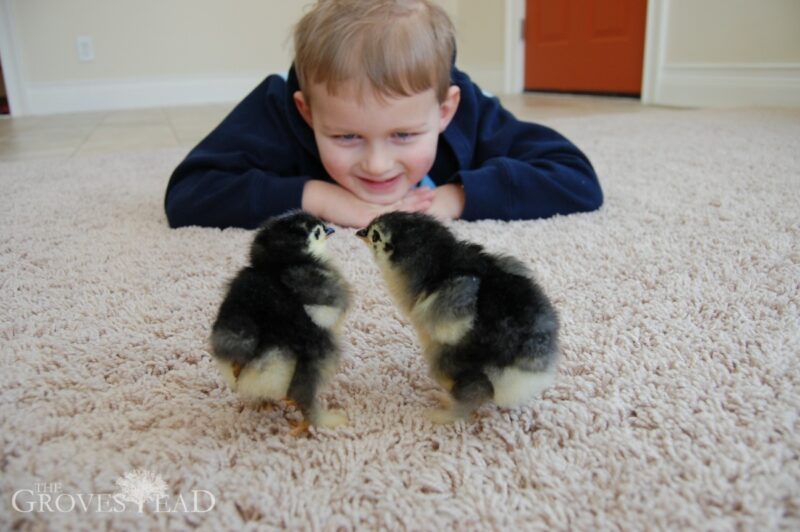Boy watches baby chicks