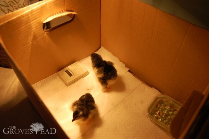 Baby chicks in their new brooder