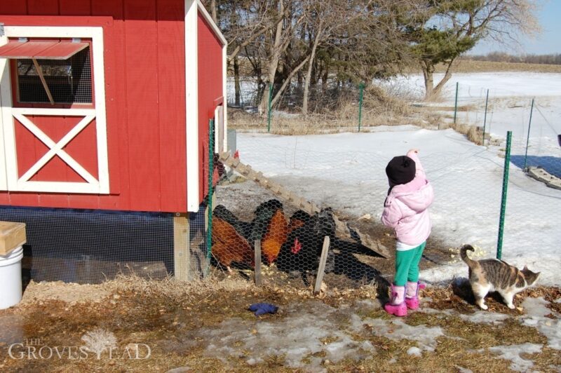 Elsie feeds the chickens outside