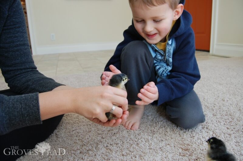 Ivar holding baby chicks