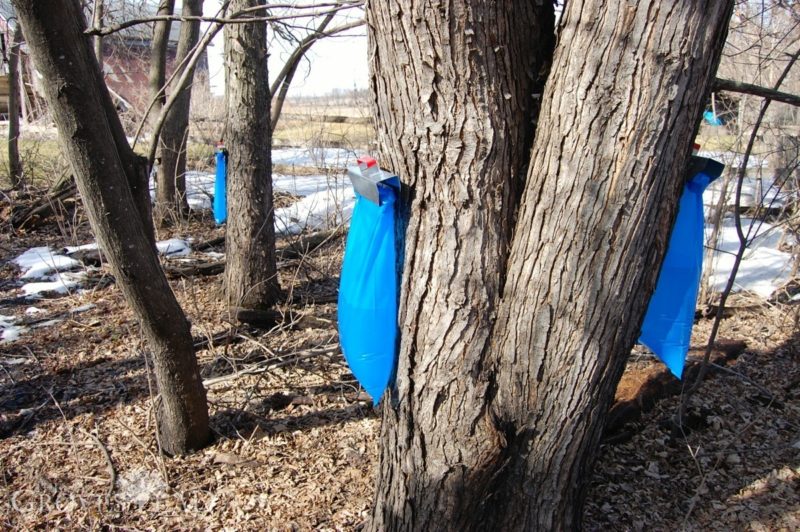 Getting started with Maple Sugaring