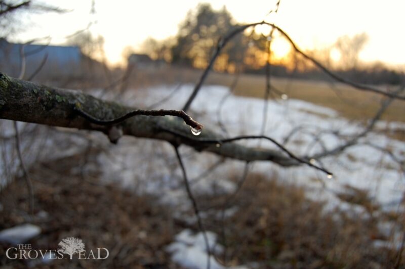 Sap is leaking from a maple tree
