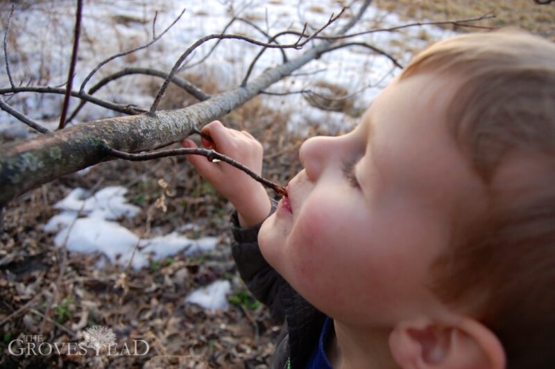 Sap straw