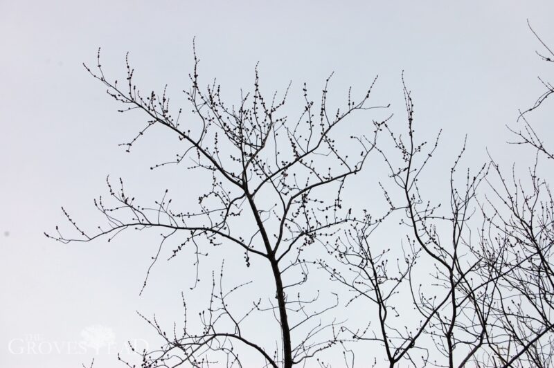 Silver maple buds