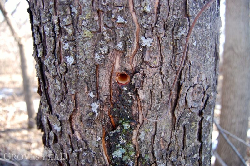 Sap leaking from drilled hole