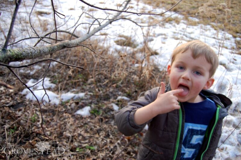 Boy tasting fresh sap