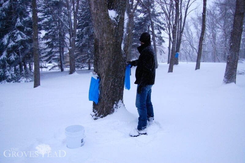 Collecting sap from the bags