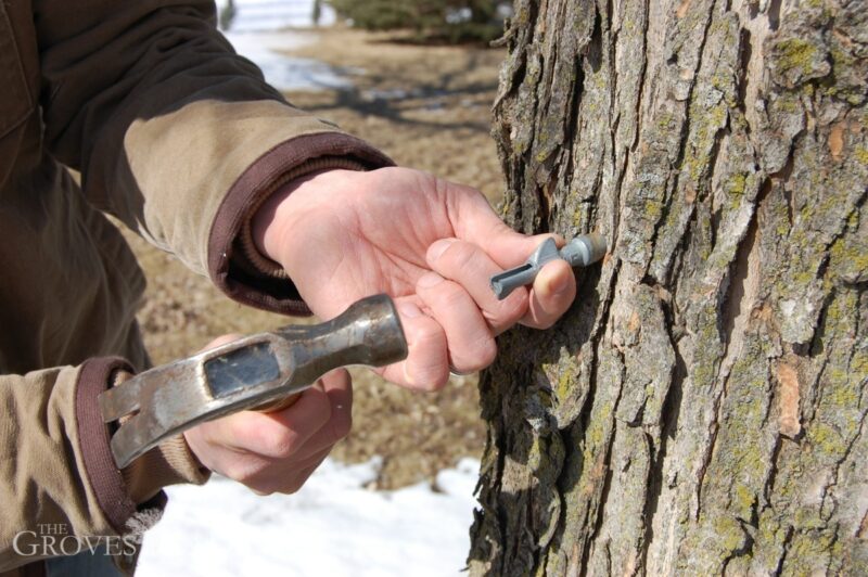 Hammer in the spout to tap the tree