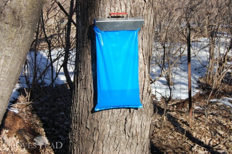 Bag is filling with maple sap