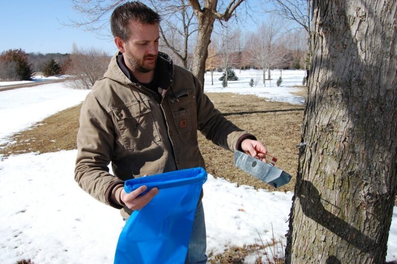 Sap sak is hung on the spout to collect sap