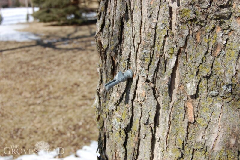 Spout tapped into tree