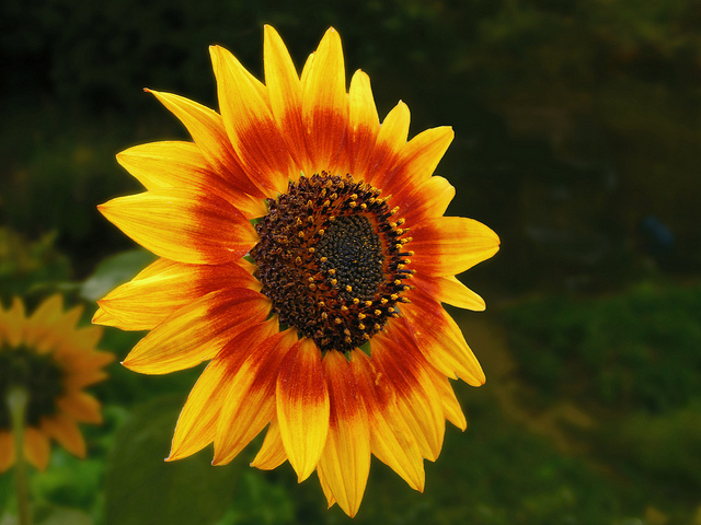 The Bee-Friendly Garden: Sunflower