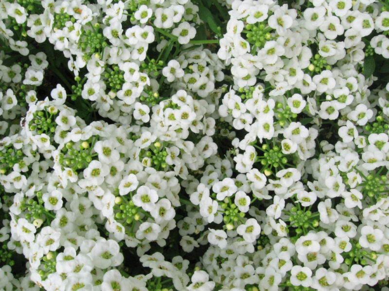 The Bee-Friendly Garden: Sweet Alyssum