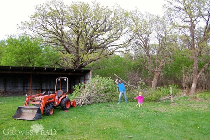 Cutting down and clearing saplings