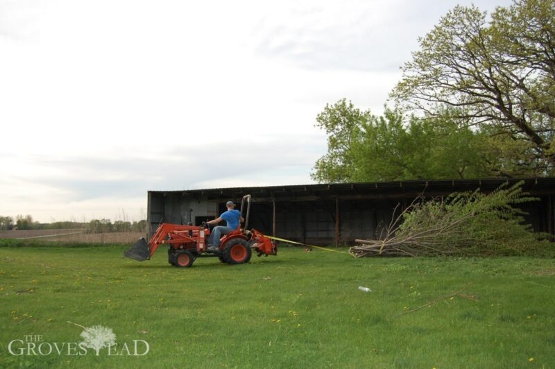 Dragging trees to burn pile