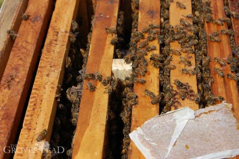 Queen cage inserted into the hive