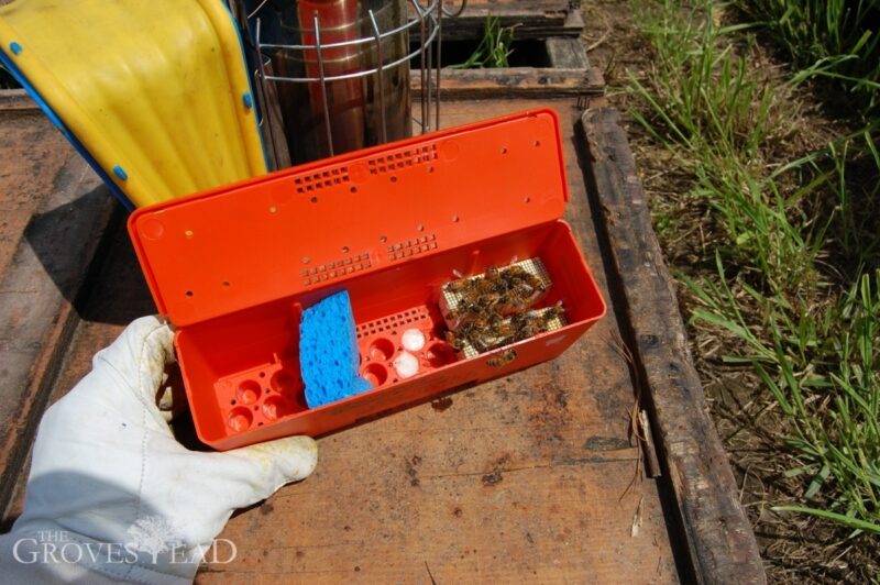 Queen bees inside the shipping box