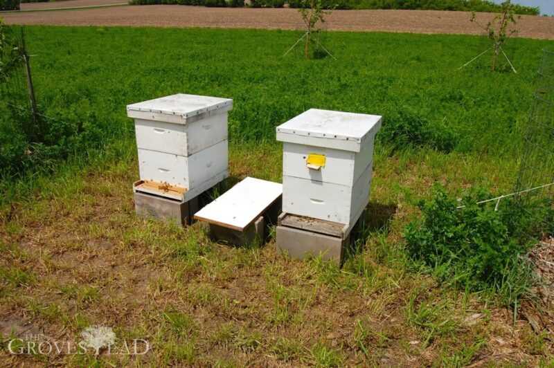 Hives moved to a sunnier location in our apple orchard