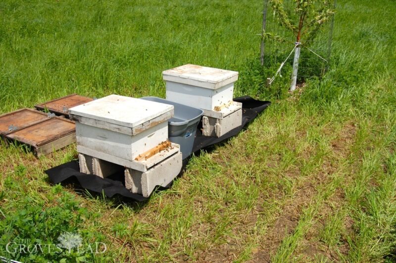 Added 2 more hives this year