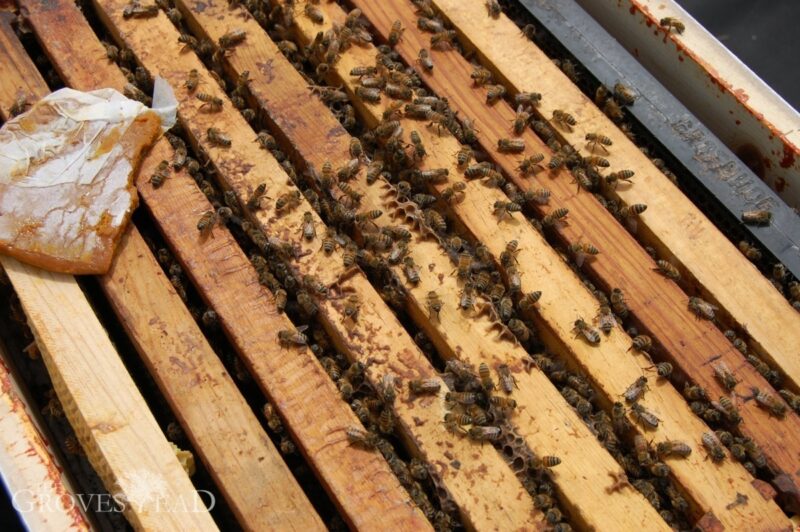 Supplementing hives with extra food, like pollen patties