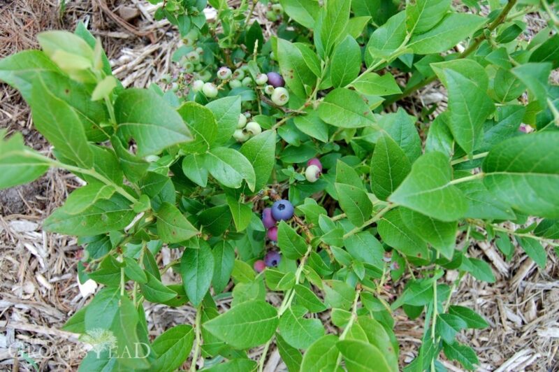 Blueberry patch