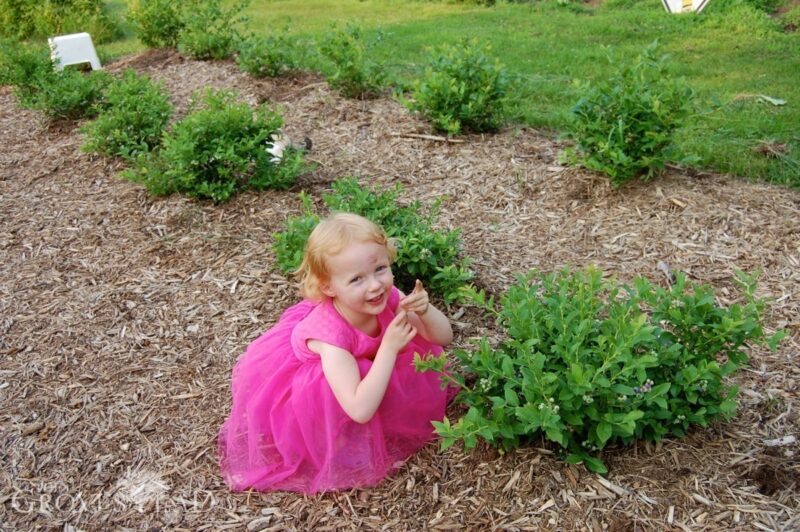 Picking blueberries