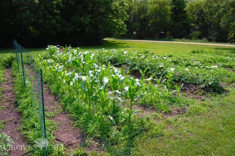 Corn and potatoes