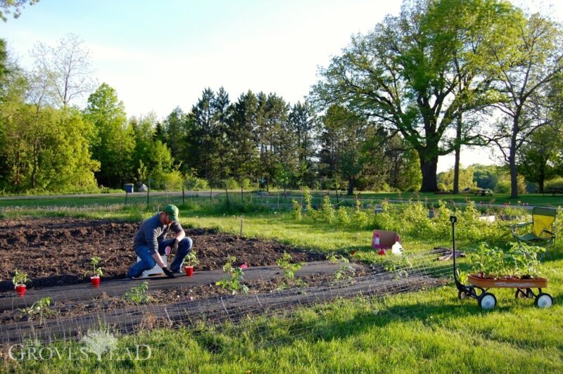 Planting tomatoes in late Spring