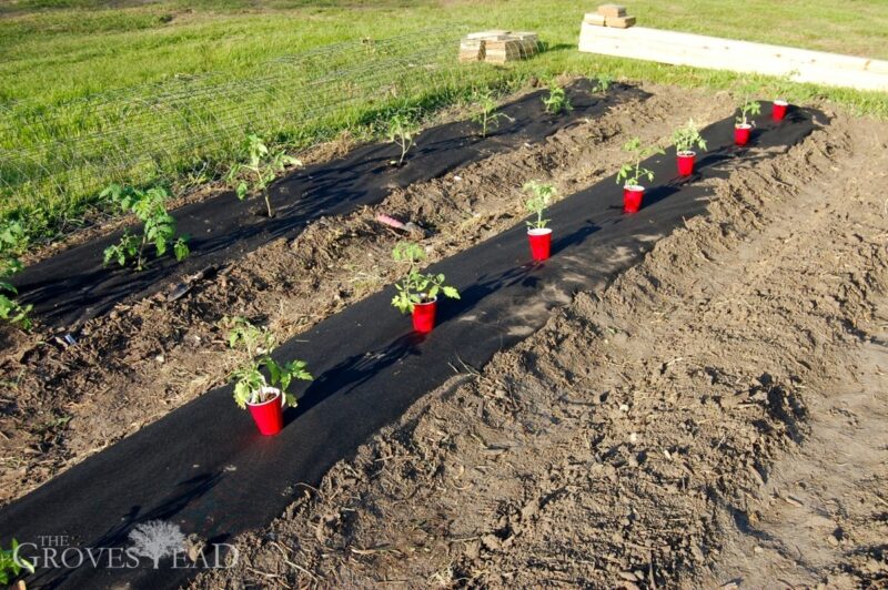 Tomato starts