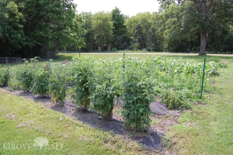 Heirloom tomatoes growing in our garden