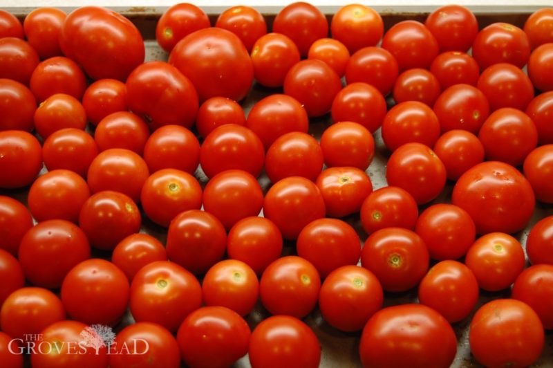 Saving heirloom tomato seeds