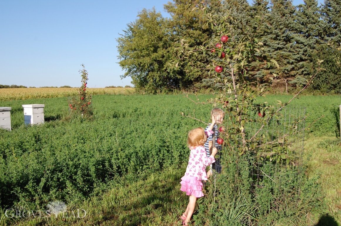 Kids reaching for the apple harvest