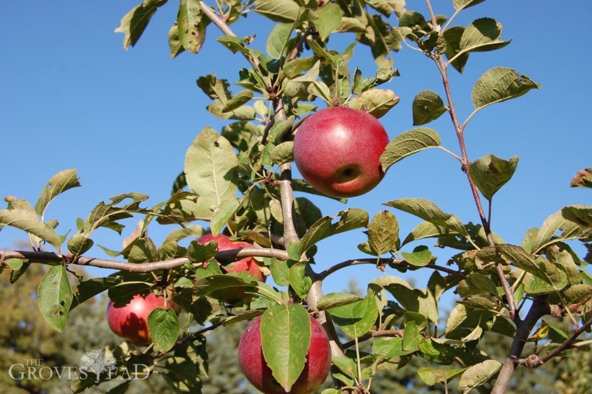 Apples Ripe for Picking