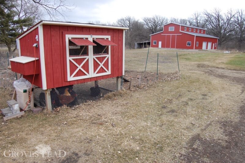 Chickens enjoying the warm weather