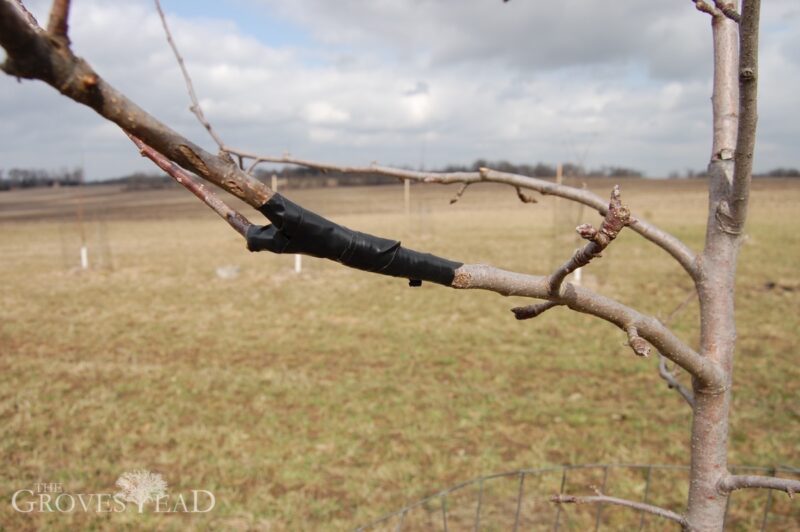 Graft of apple tree