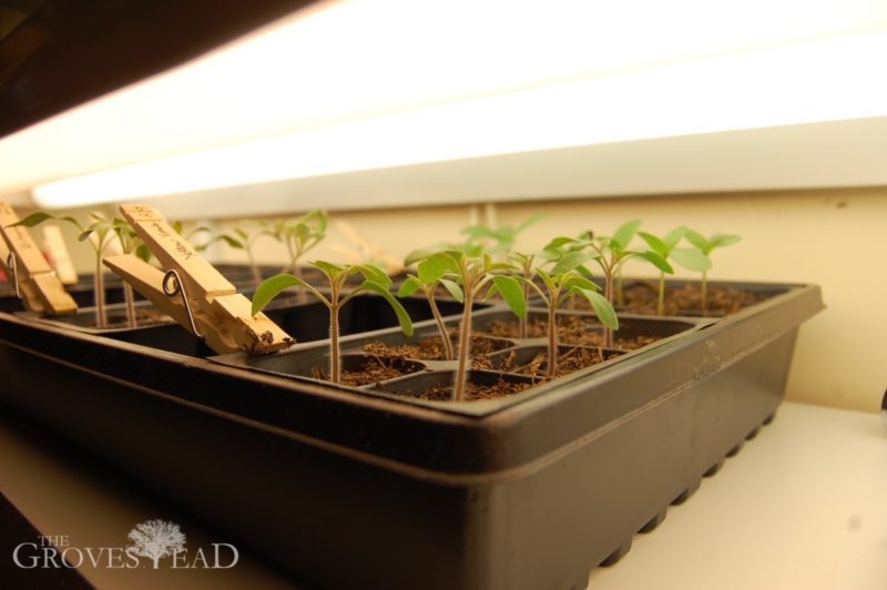 tomato seedlings