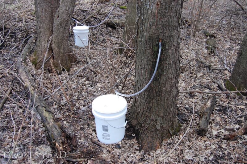 Collecting maple sap in buckets
